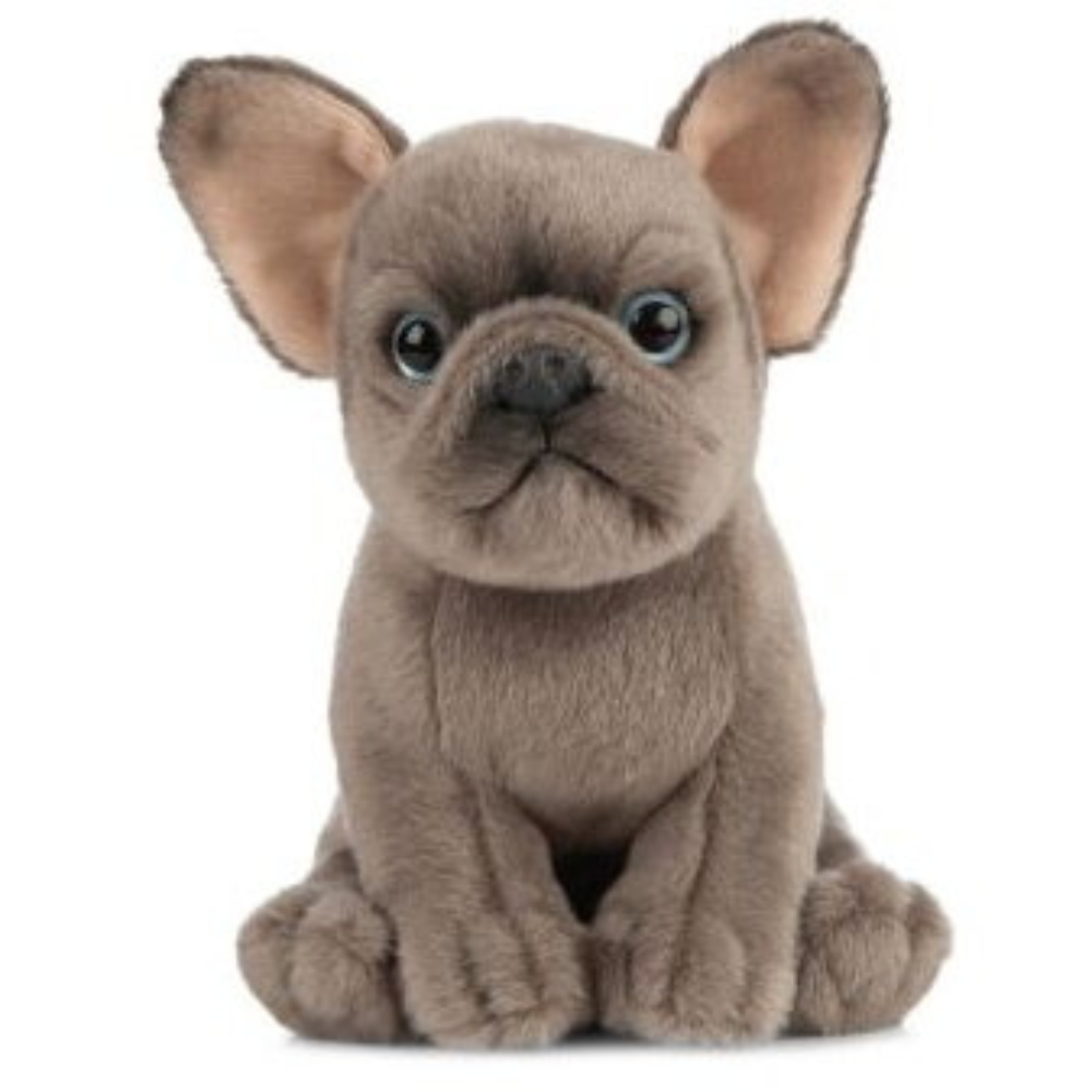 Catelus de plus Bulldog [2]