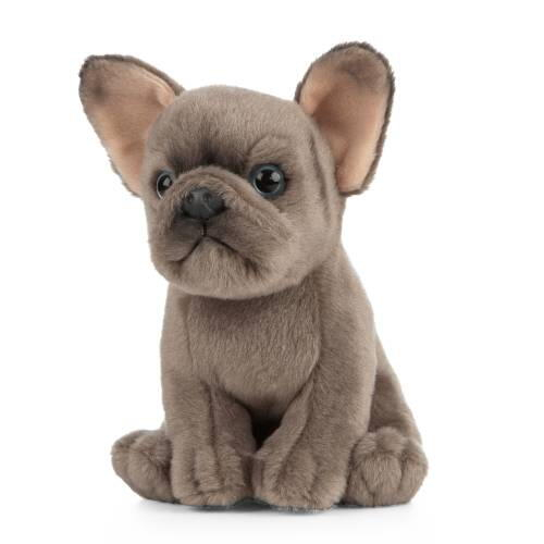 Catelus de plus Bulldog [1]
