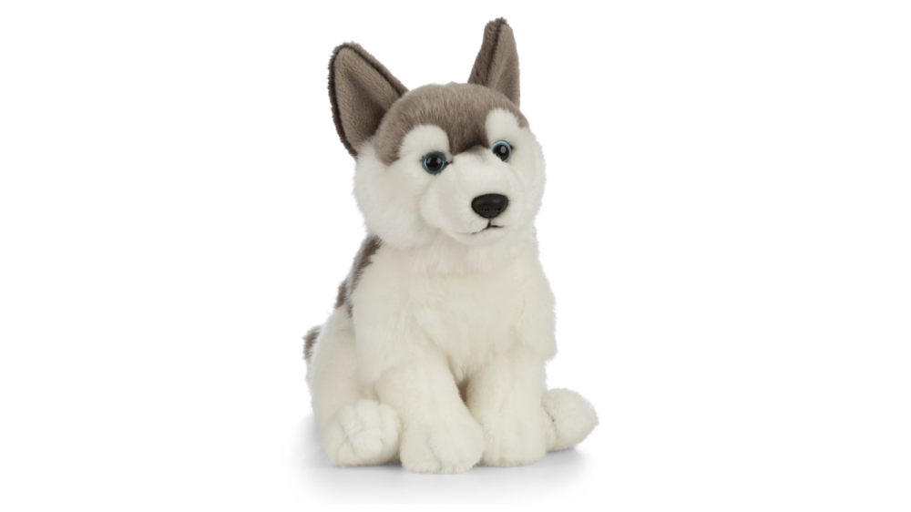 Catelus de plus Husky [1]