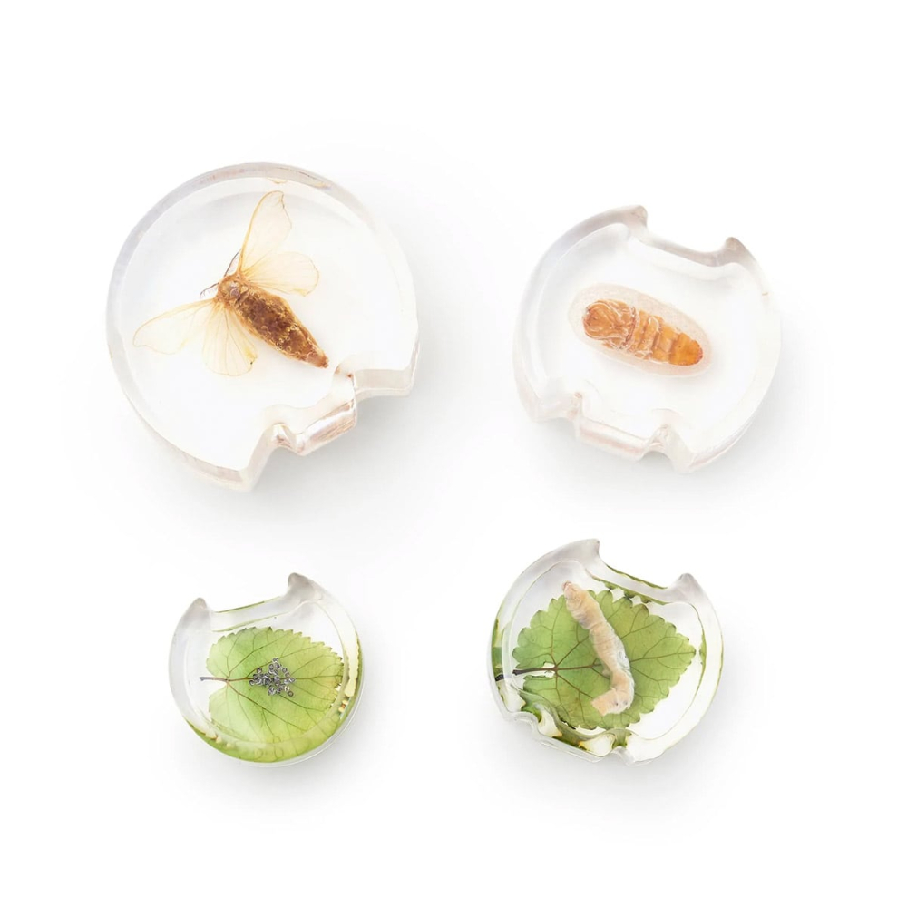 Ciclul de viata al moliei, cu piese acrilice, Guidecraft, copii varsta 3-10 ani [6]