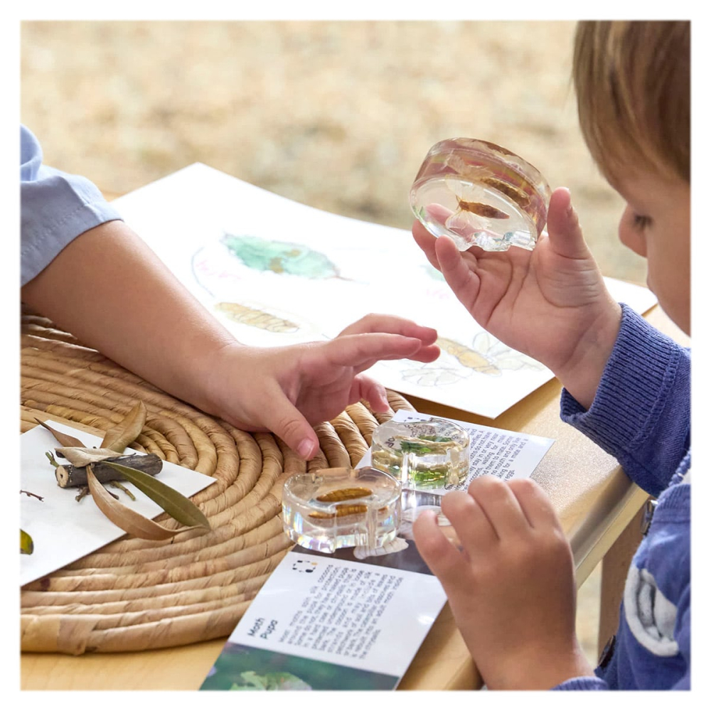 Ciclul de viata al moliei, cu piese acrilice, Guidecraft, copii varsta 3-10 ani [3]