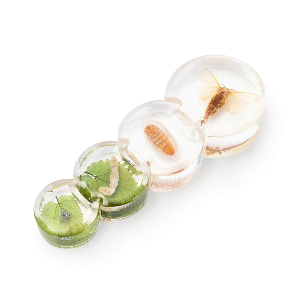 Ciclul de viata al moliei, cu piese acrilice, Guidecraft, copii varsta 3-10 ani [2]