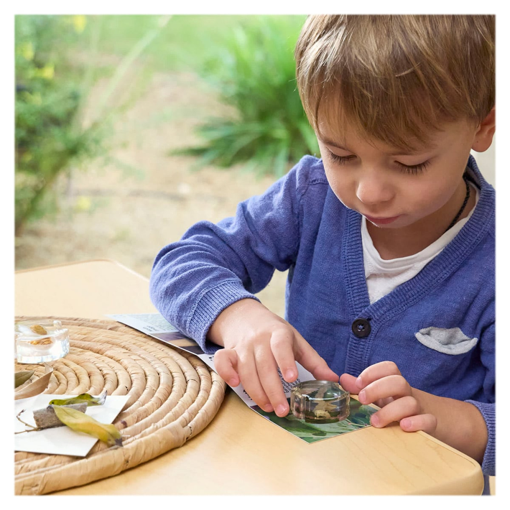 Ciclul de viata al moliei, cu piese acrilice, Guidecraft, copii varsta 3-10 ani [5]