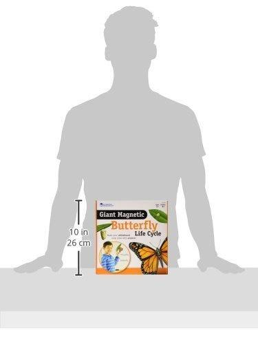 Ciclul vietii fluturelui - set magnetic [4]