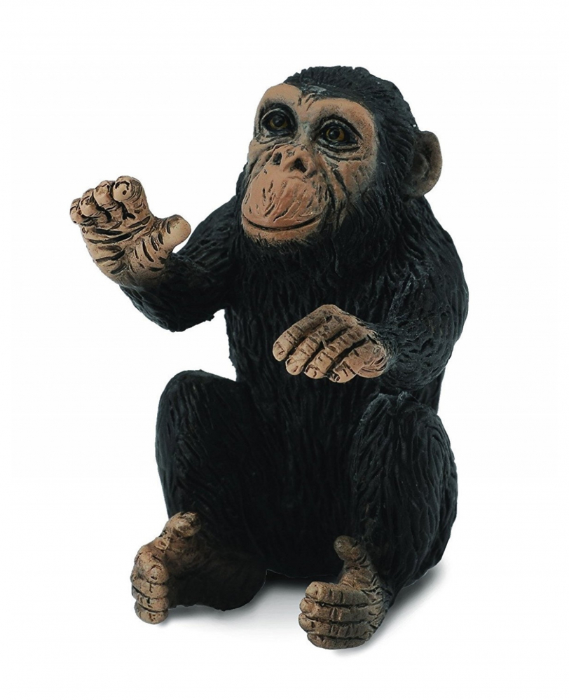 Cimpanzeu Pui - Collecta [1]