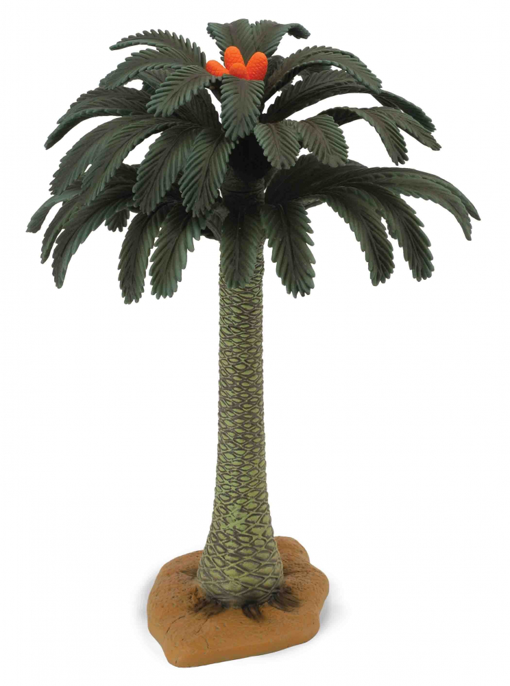 Copac Cycad Collecta [1]