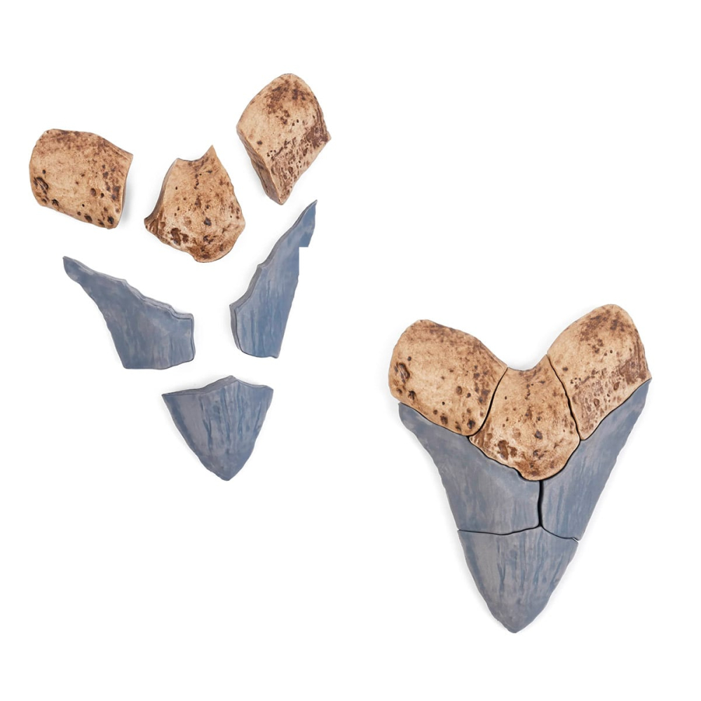 Dinte Megalodon, set magnetic 3D, Guidecraft, copii varsta 5+ ani [5]