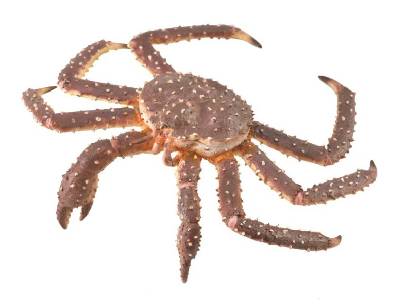 Figurina Crab Regal pictata manual XL Collecta [1]