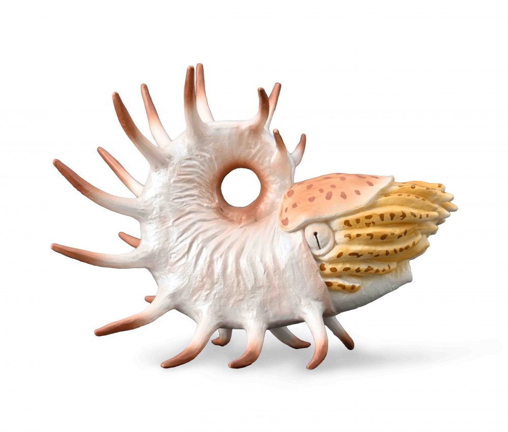 Figurina pictata manual Cooperoceras [1]