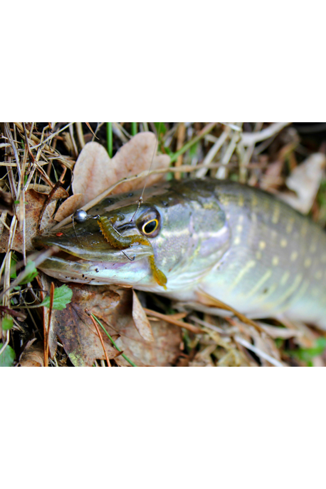 FishUp ARW Worm 5.5cm #012 Chaos 5.5cm #012 Chaos [3]