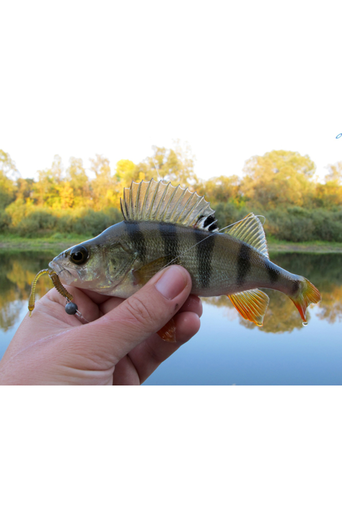 FishUp ARW Worm 5.5cm #055 Chartreuse Black 5.5cm #055 Chartreuse Black [3]