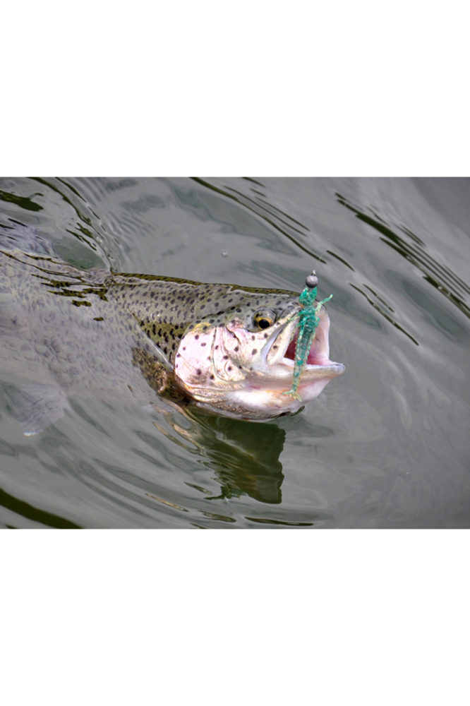 FishUp Diving Bug 5cm #042 Watermelon Seed 5cm #042 Watermelon Seed [3]