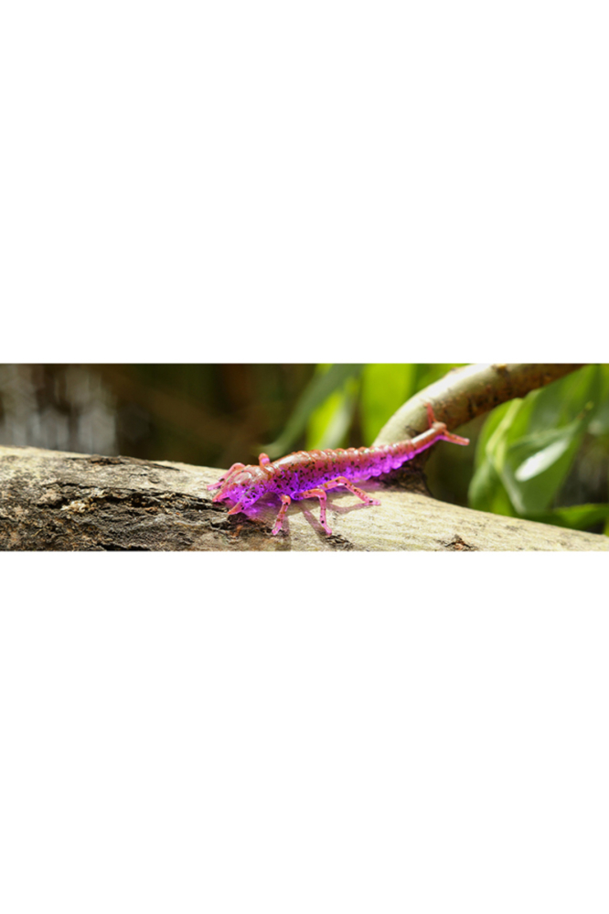 FishUp Diving Bug 5cm #074 Green Pumpkin Seed 5cm #074 Green Pumpkin Seed [2]