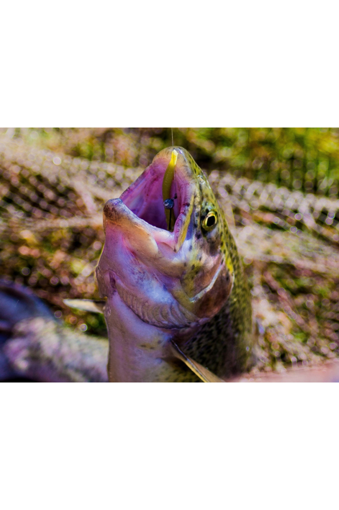 FishUp Trout Series Scaly Cheese 7cm #109 Light Olive 7cm #109 Light Olive [3]