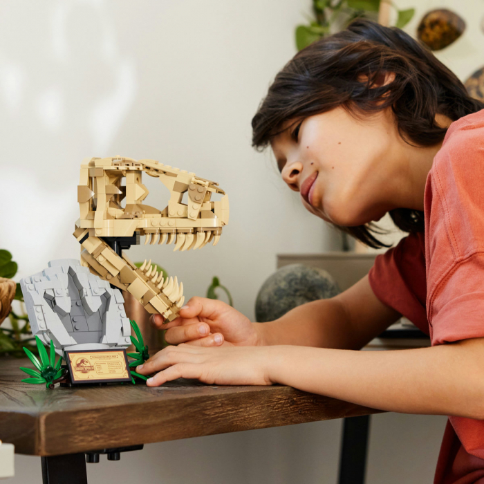 Fosile de dinozaur: craniu de T.rex, varsta de la 9 ani la +15 ani [4]