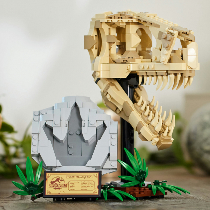 Fosile de dinozaur: craniu de T.rex, varsta de la 9 ani la +15 ani [5]