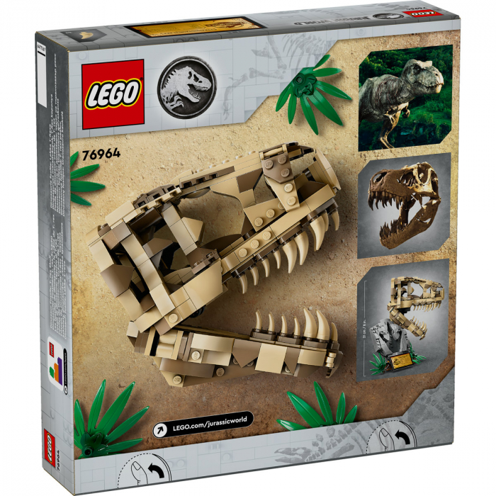 Fosile de dinozaur: craniu de T.rex, varsta de la 9 ani la +15 ani [2]