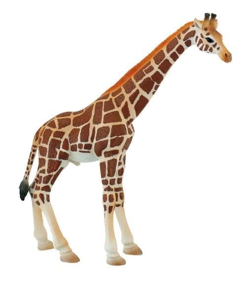 Girafa mascul [1]