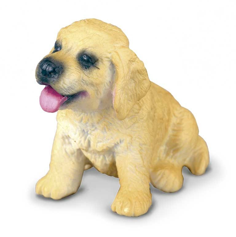 Golden Retriever Pui S Collecta [1]