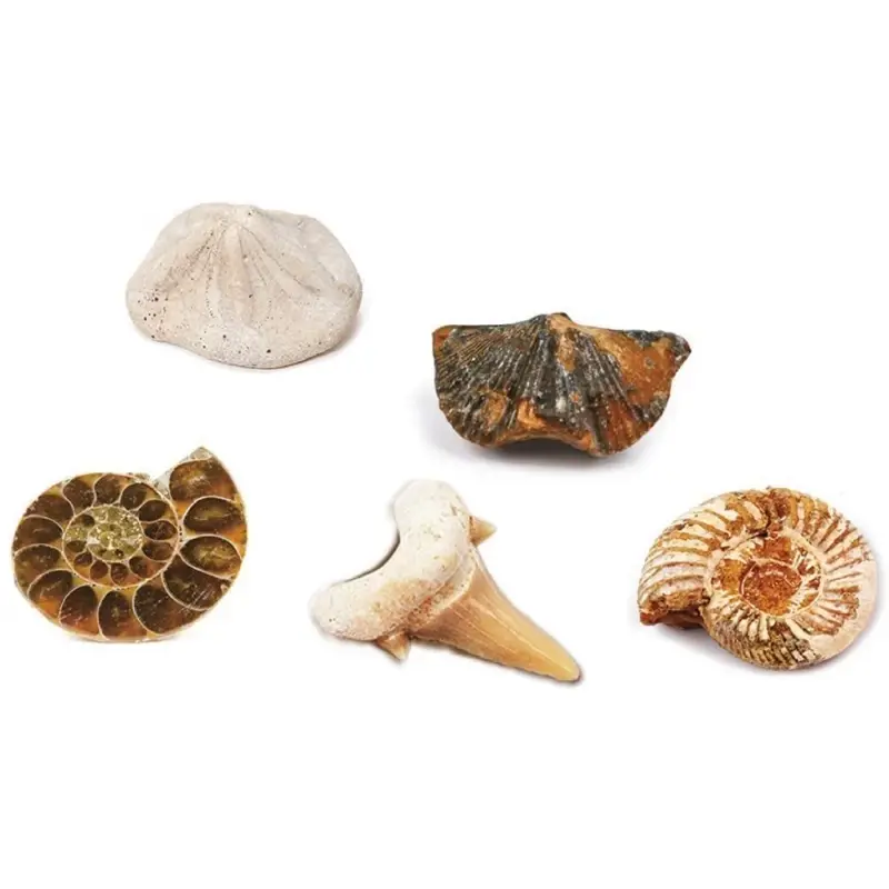 Kit paleontologie - Descopera fosile [2]