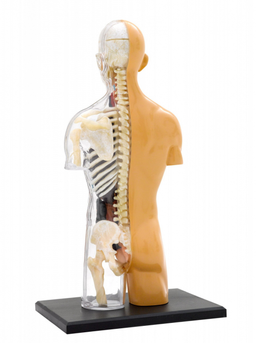 Kit STEM Anatomia corpului uman, 8 ani+, varsta 6 - 9, 9+ ani, Baiat, Fata [3]