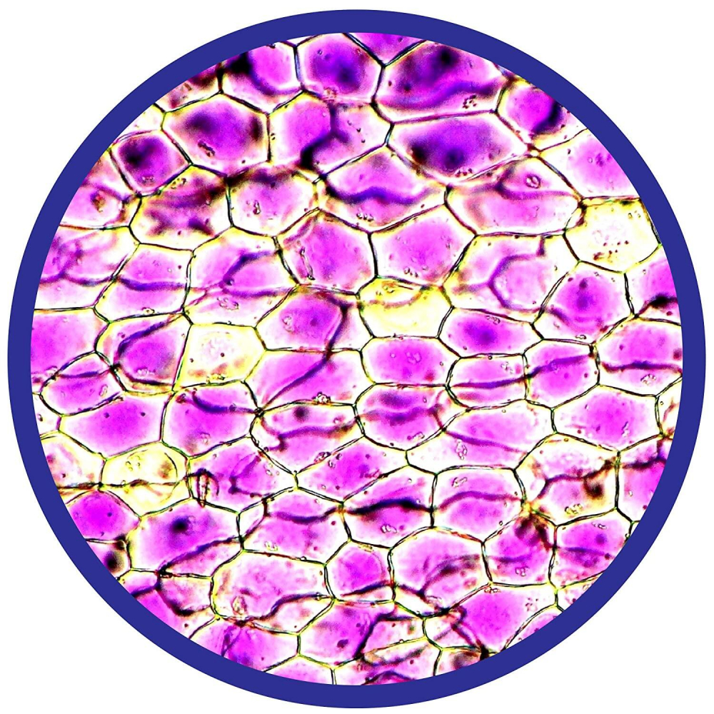 Microscop 450X [9]