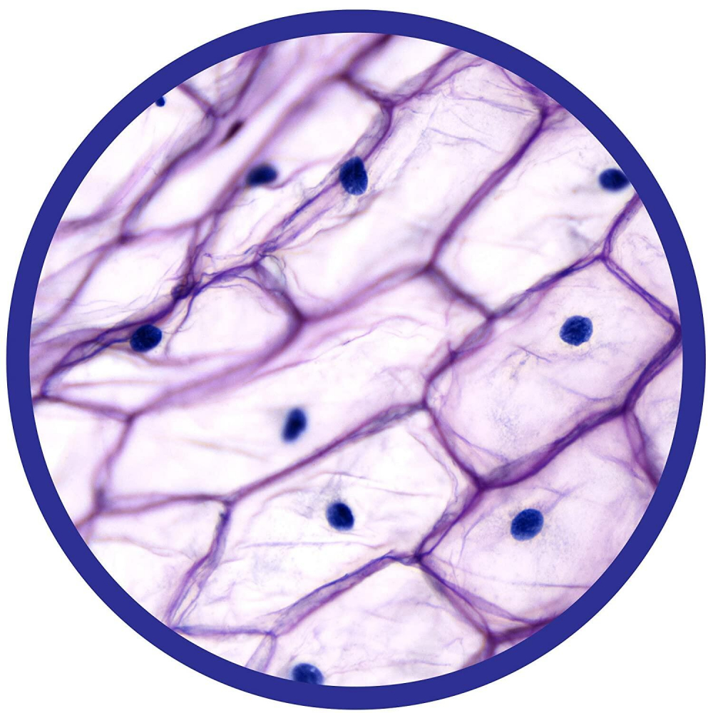 Microscop 450X [8]