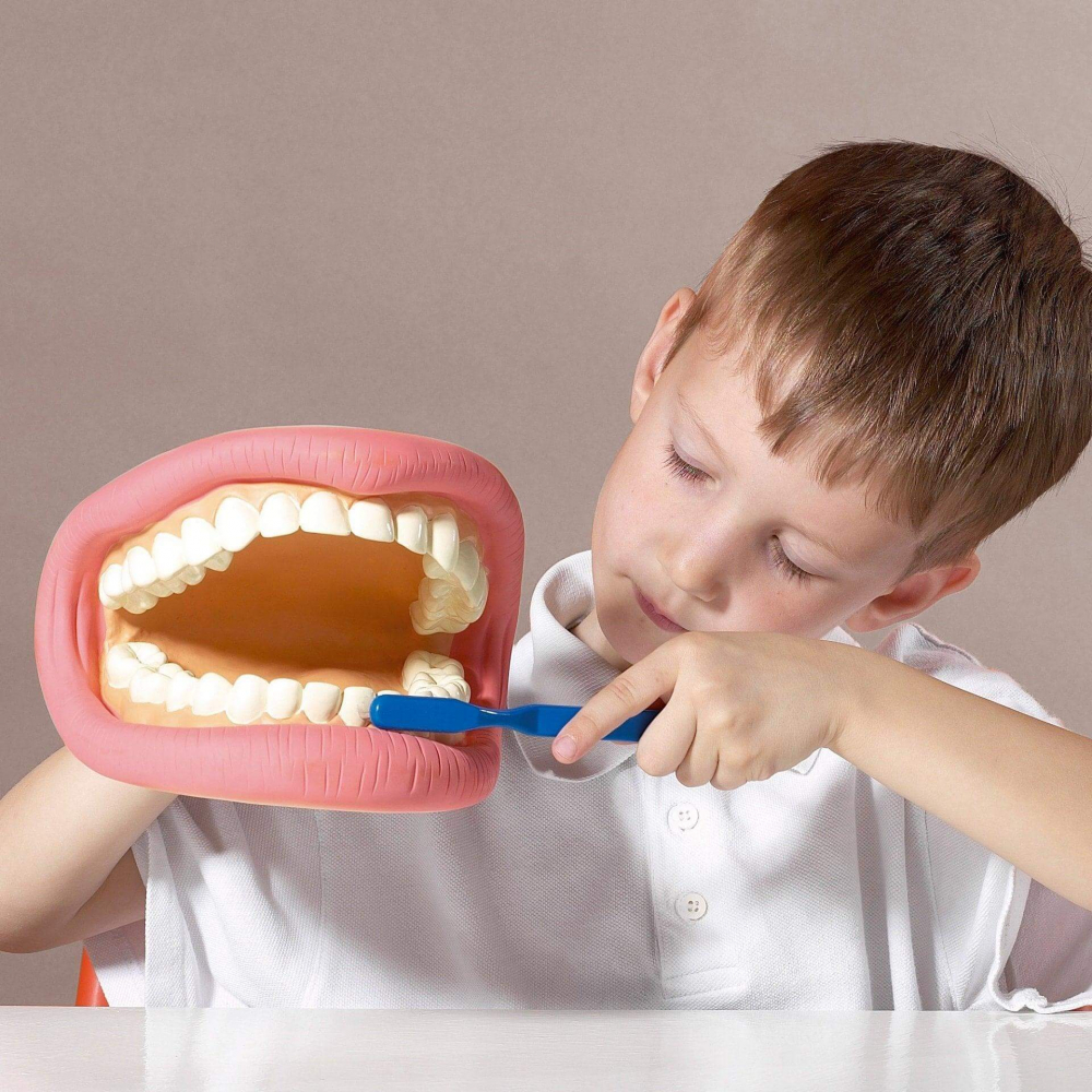 Model urias cu dinti si periuta pentru educatie dentara copii [2]