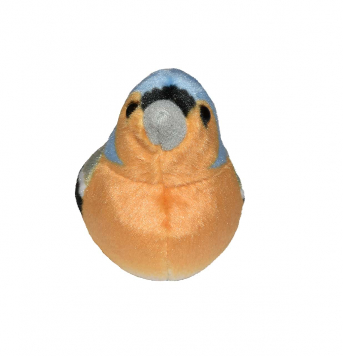 Pasare cu sunet Cinteza - CHAFFINCH [2]