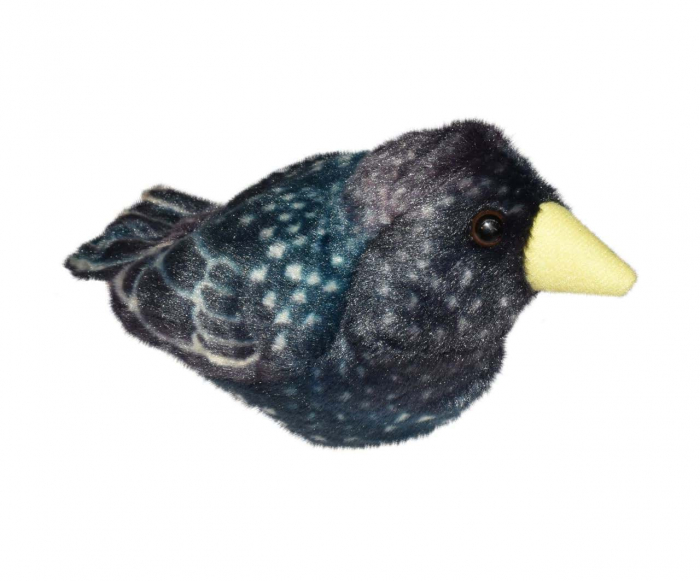 Pasare cu sunet Graur - STARLING [1]