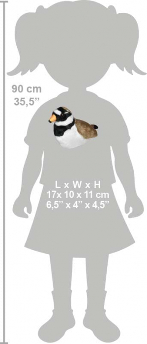 Pasare cu sunet Prundaras Gulerat Mic - RINGED PLOVER [6]