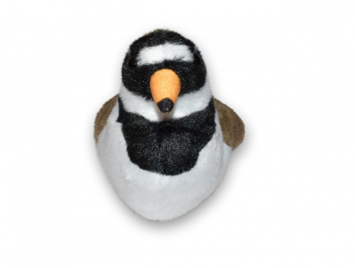 Pasare cu sunet Prundaras Gulerat Mic - RINGED PLOVER [2]