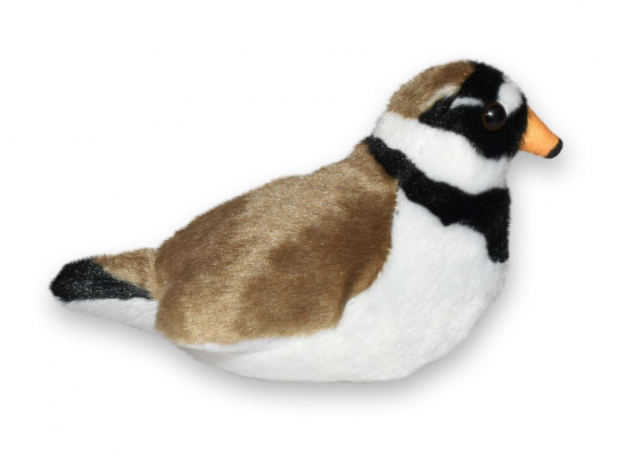 Pasare cu sunet Prundaras Gulerat Mic - RINGED PLOVER [4]