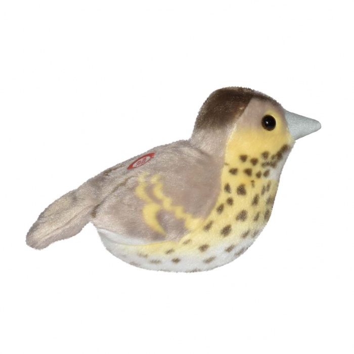Pasare cu sunet Sturz cantator - SONG THRUSH [4]