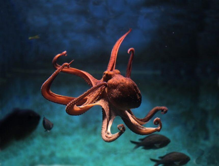 Proiector tip lanterna - Animale marine [8]