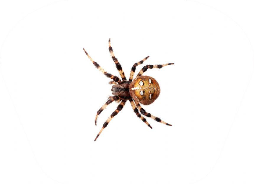 Proiector tip lanterna - Insecte [10]