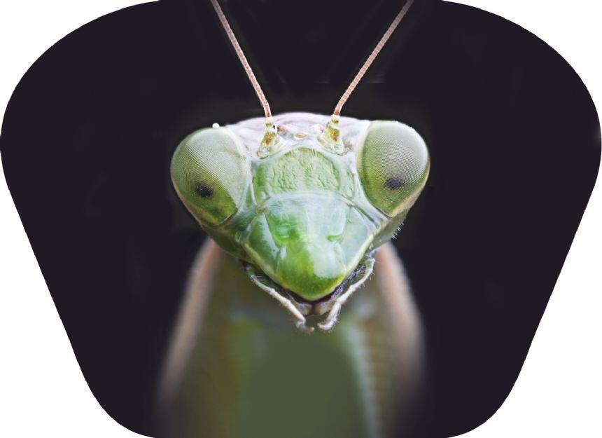 Proiector tip lanterna - Insecte [9]