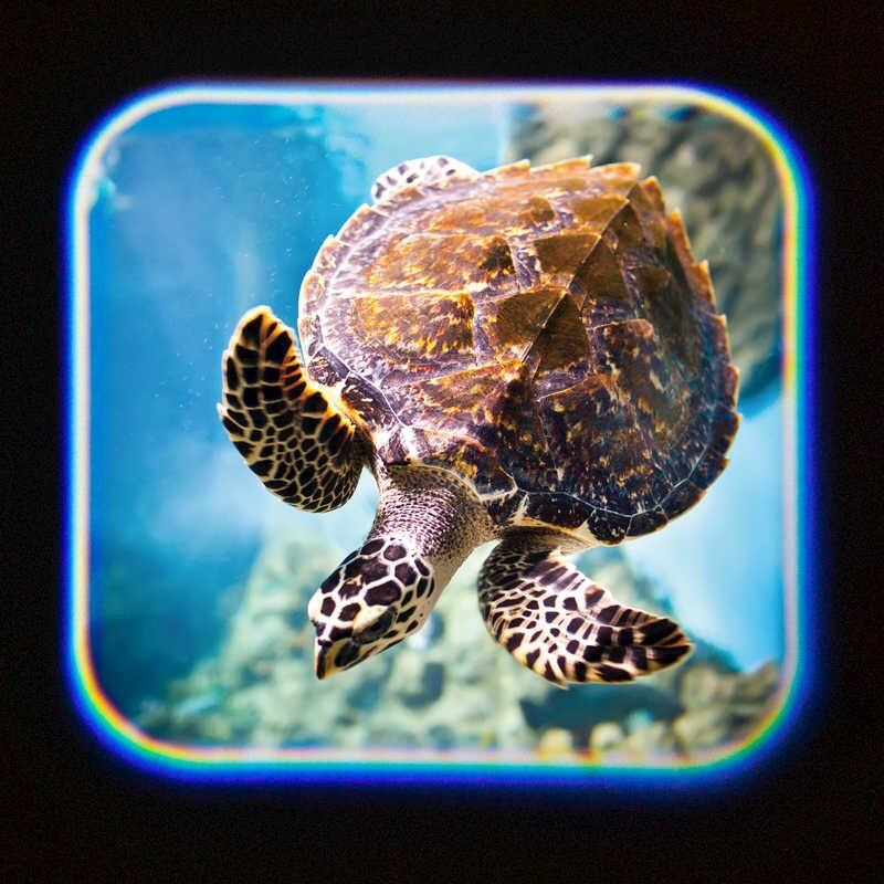 Proiector tip lanterna - Oceanul [8]