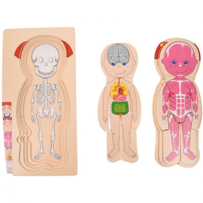 Puzzle din lemn, multistrat, anatomia corpului uman ⭐ Fata. [4]