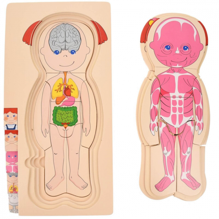 Puzzle din lemn, multistrat, anatomia corpului uman ⭐ Fata. [3]
