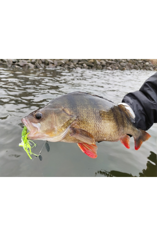 RTB Dual Blade Spinnerbait 16g Chartreuse Silver Glitter Chartreuse Silver Glitter [4]