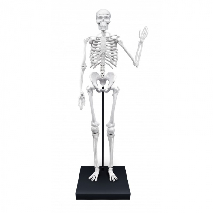 Schelet 85 cm [3]