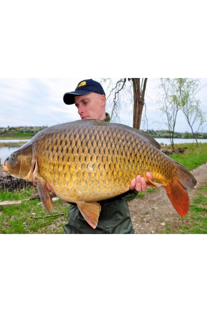 Select Baits boilies Hot Fish + Monster Crab & Black Pepper Oil 24mm (solubile) / 1 kg [3]