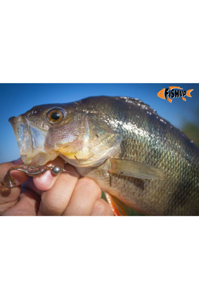 Shad FishUp Wizzy 3.8cm #074 Green Pumpkin Seed 3.8cm #074 Green Pumpkin Seed [3]
