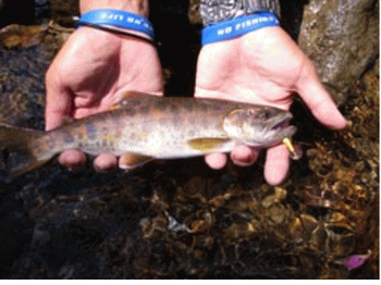 Smith AR-S Spinner Trout 3.5g 15 AR-S Spinner Trout 3.5g 15 [4]