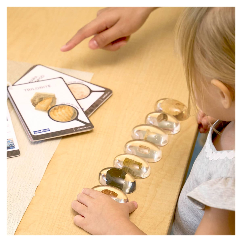 Specimen Stones, pietre din acril cu fosile, copii varsta 3-10 ani [3]