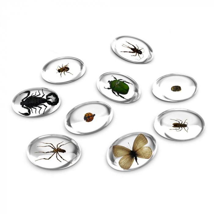 Specimen Stones, pietre din acril cu insecte, Guidecraft, 2-10 ani [5]