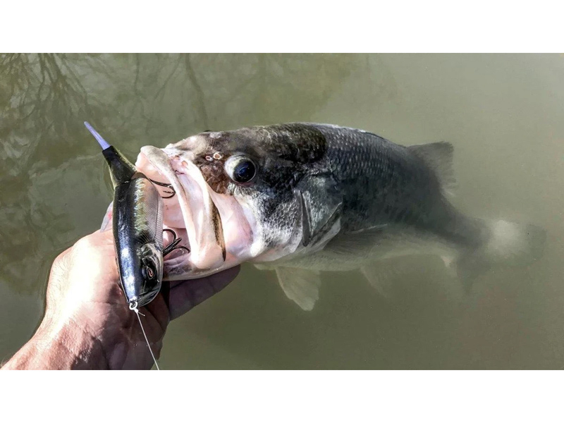 Vobler River2Sea S-Waver 168S 16.8cm 46g Abalone Shad 13 16.8cm 46g Abalone Shad [5]