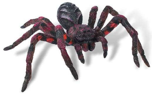 Wolf Spider [1]