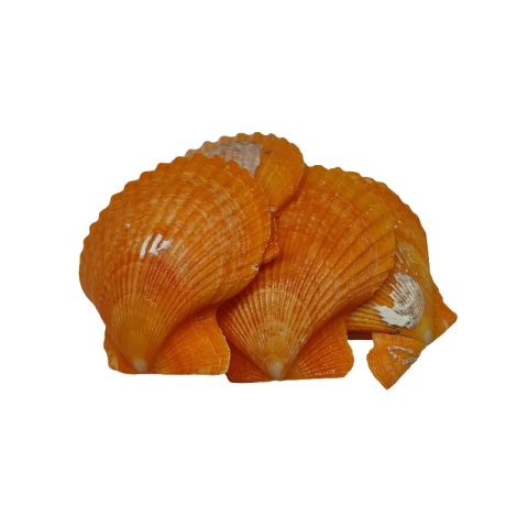 Accesorii Craft - Accesorii creatie - scoici, 5-6cm, set 5 buc, Colorarte